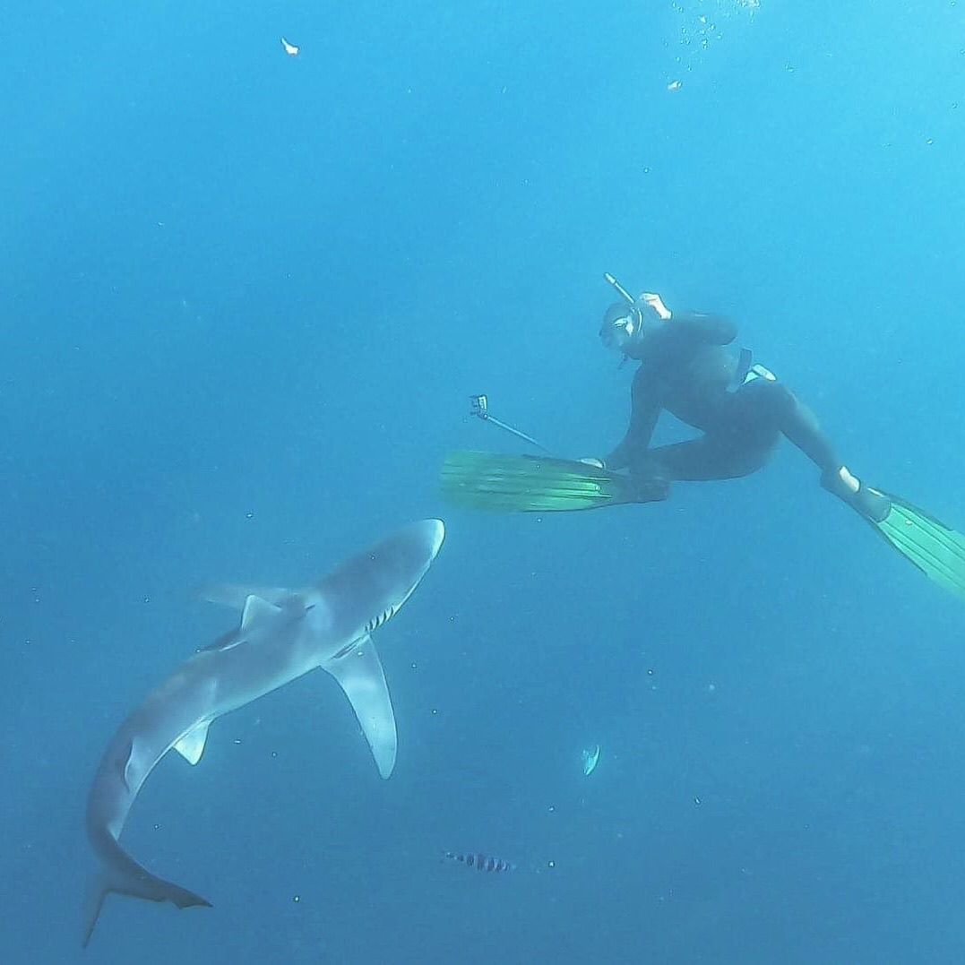 requin_nicolas